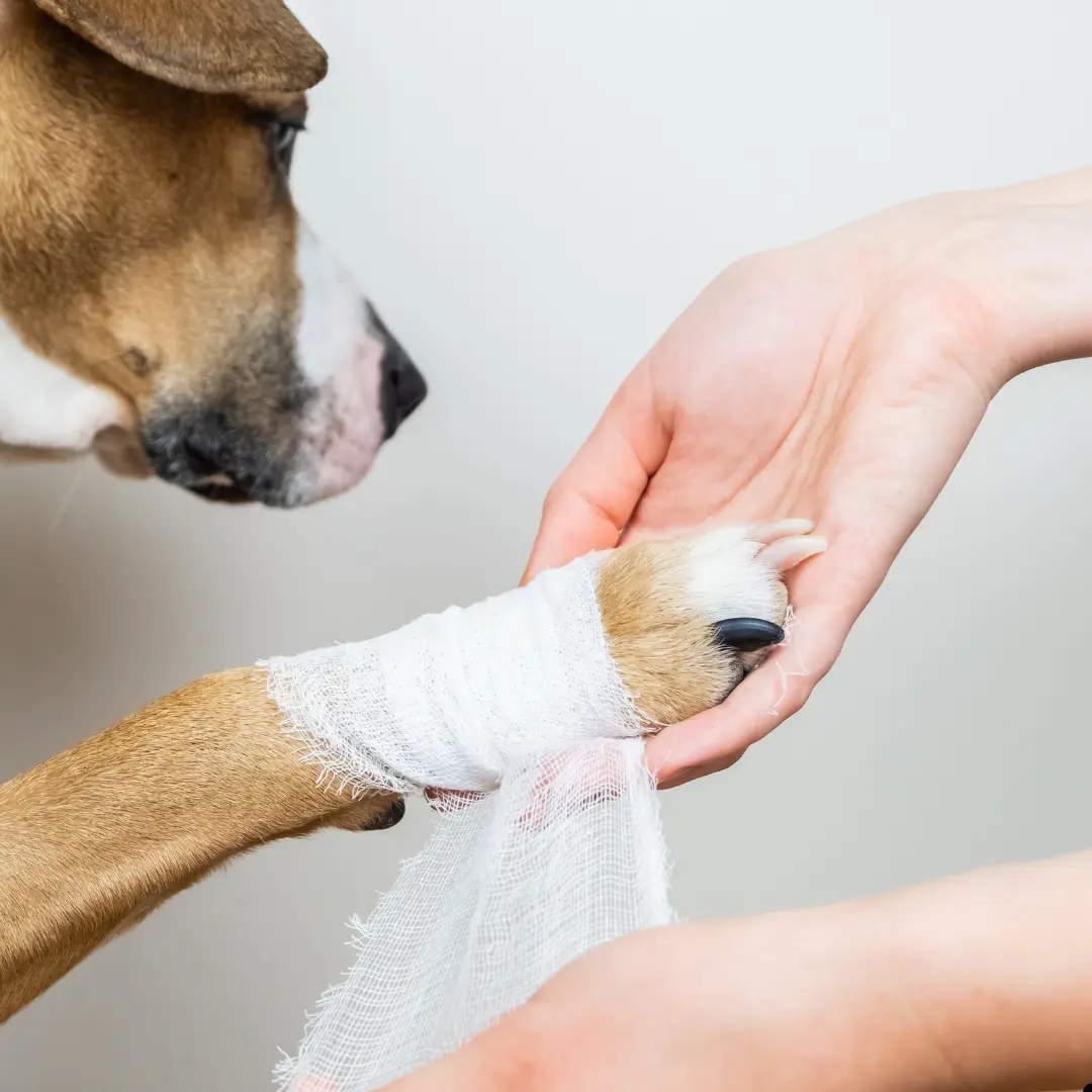 overuse injuries in dogs