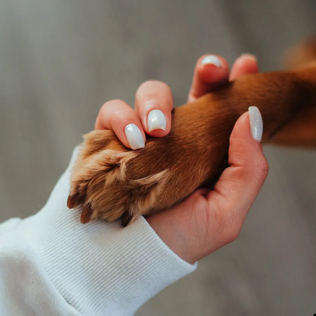dog wrist
