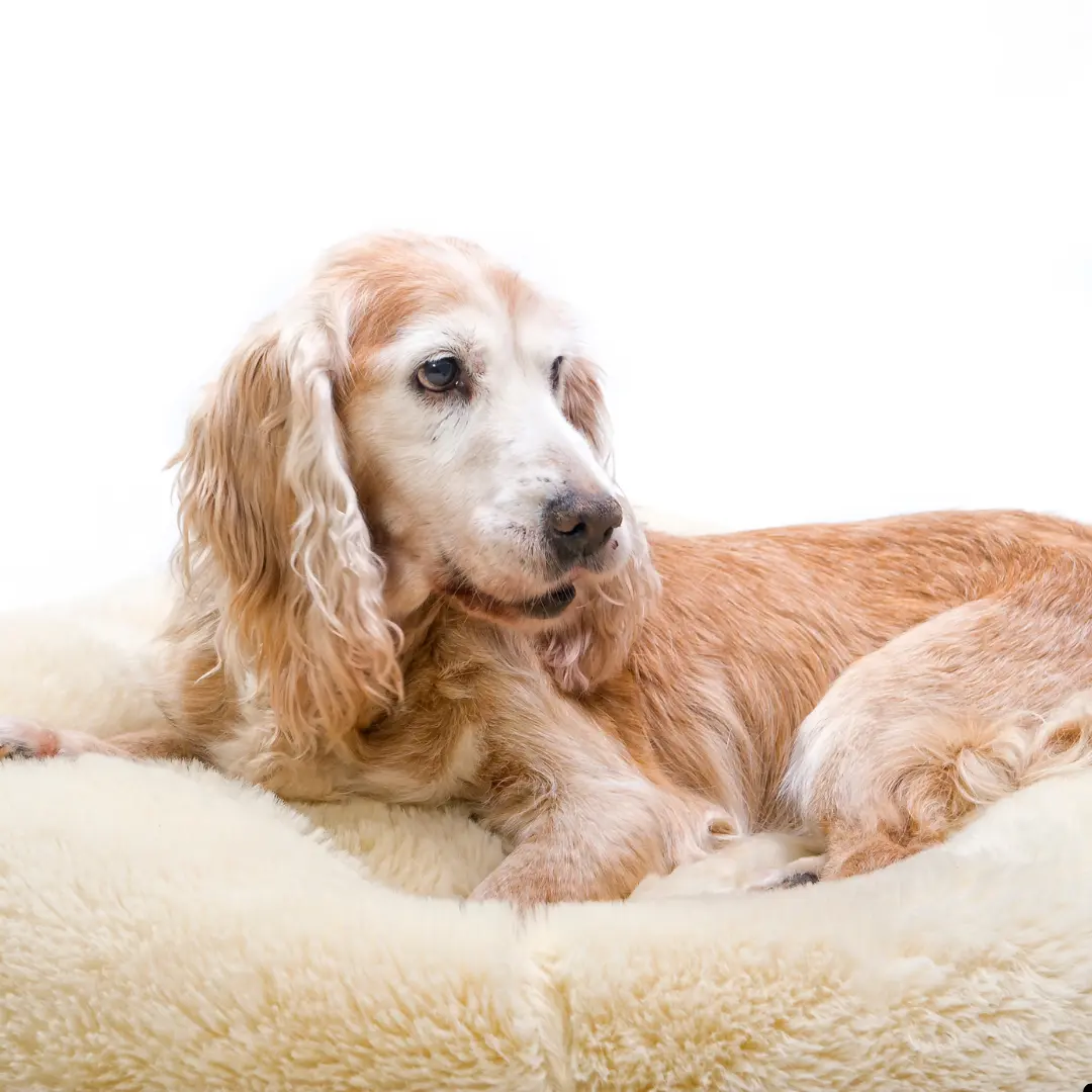 custom dog orthotics