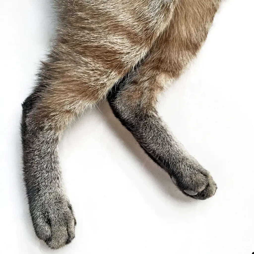 Cat Dragging Its Back Leg: Causes, Emergency Signs and Orthotic Support