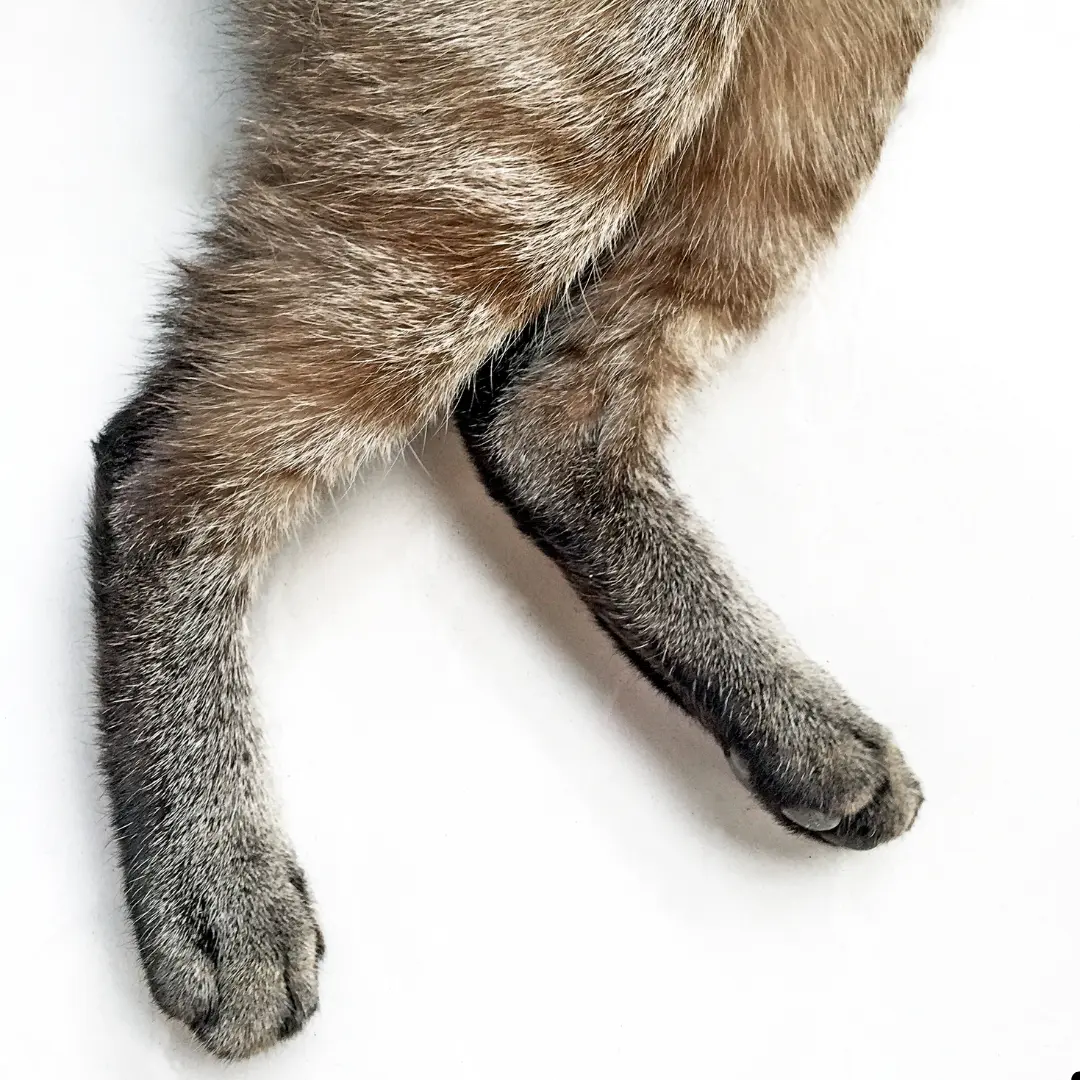 cat dragging its back leg